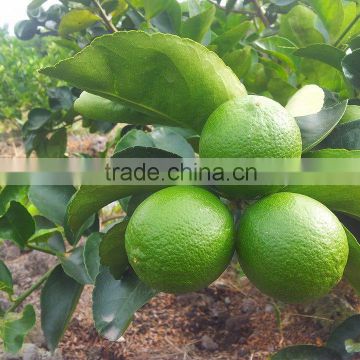 FRESH SEEDLESS LIME IN VIET NAM 2016