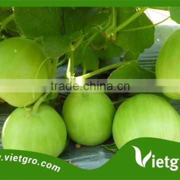 High Yield F1 Hybrid Sugar Melon Seeds For Planting VGML 01 / Best Seller Sugar Melon Seed