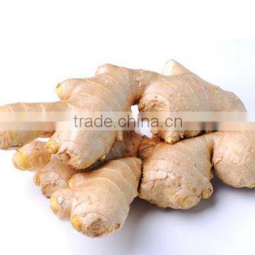 China fresh ginger air dry ginger export 13kg paper carton