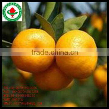 Fresh Ponkan Orange/ Quince Fruits for Sale