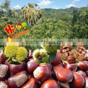 Best Chinese Chestnuts for Sale--Organic Kuancheng Chestnuts photo-2