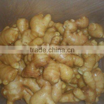 2012 mature fresh chinese ginger