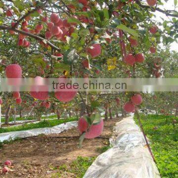 Fresh Fuji Apple With Best Price China Fuji Apple photo-3