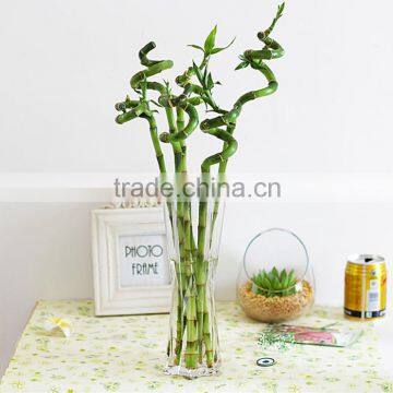 Lucky Bamboo Bonsai photo-2