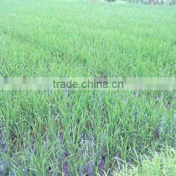 npk compound fertilizer,amino acid compound fertilizer,humic acid compound fertilizer