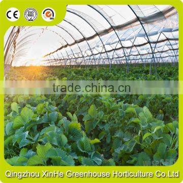 Hydroponic Greenhouse Systems/Selling Used Greenhouse For Agriculture And Horticulture photo-3