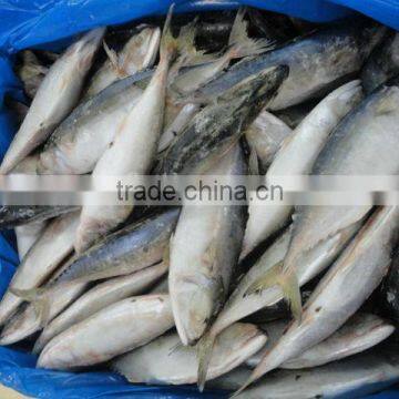 Indian Mackerel Whole