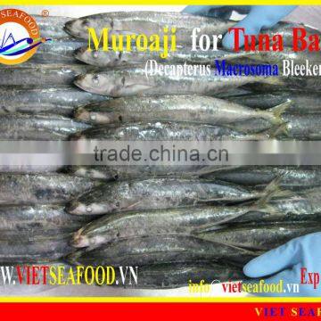 FROZEN MUROAJI FOR TUNA BAIT photo-4