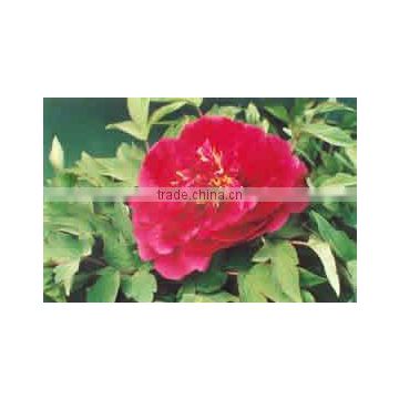 Herbaceous Peony Plant Root Chun Hong Jiao Yan