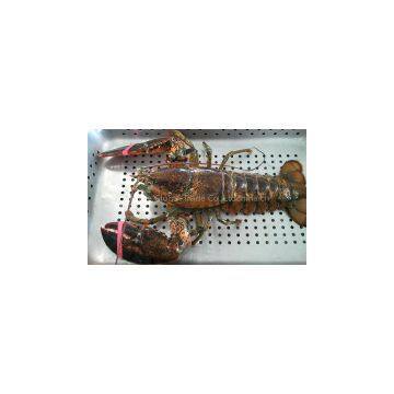 Live Canadian Lobsters (Homarus americanus)