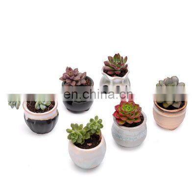 Succulent ceramic thumb pot kiln with variable flow glaze tabletop decoration