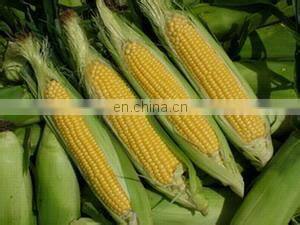 Canned Sweet Corn Processing Production Line photo-4