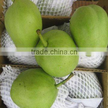 Fresh early-mature su pear supplier in China