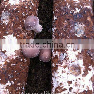 Fresh Shiitake Mushroom photo-4