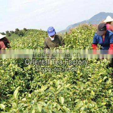 Chinese Wholesale Usda Organic Green Tea Powder Better Than Matcha Japan photo-3