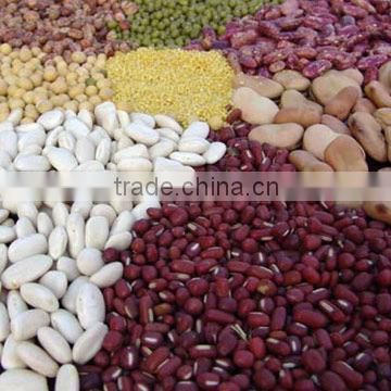 Light speckled kidney beans