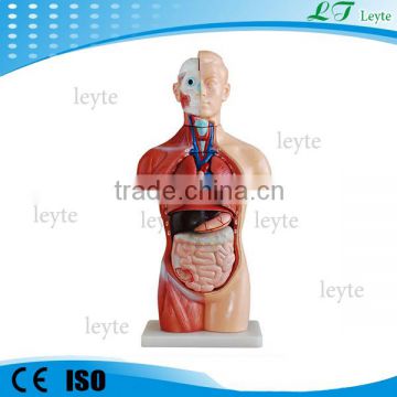 XC-207 42CM 18 Parts human anatomy Sexless torso model