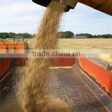 Ukraine Barley ,barley Seeds Animal Seeds Can Makes Animal Grow up Healthy photo-5