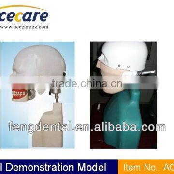 Hot sale and high quality oral demonstration models AC-P52