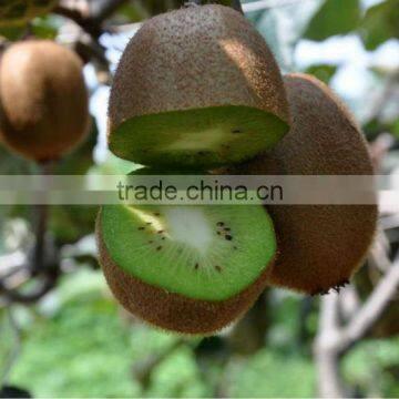 Fresh hayward kiwi china