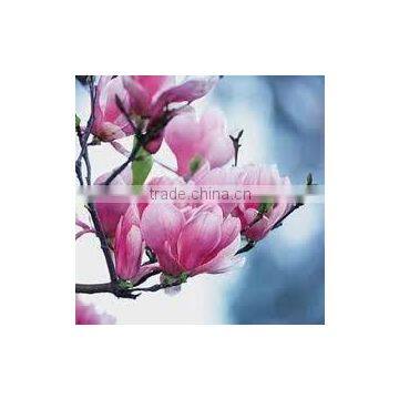 JAMAICAN PLUM Fragrances