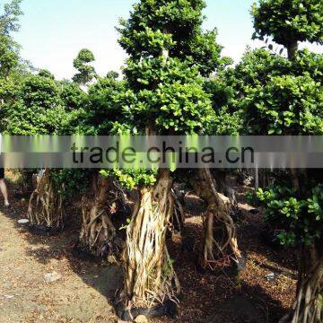 Garden decoration banyan tree bonsai big plant