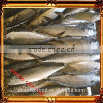 Frozen fish mackerel spanish mackerel