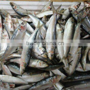 Sardine