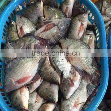 Best Quality Frozen Fish Tilapia From China