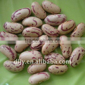 2010 Crop Light Speckled Kidney Bean With Long Shape