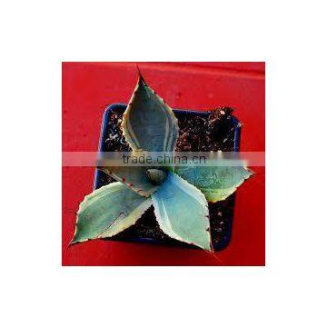 Agave parryi marginata Agave Dwarf Variegated Mescal Agave Variegated Parrys Agave Potato Agave Variegated