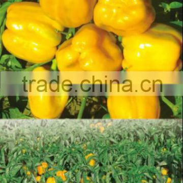 Yellow Sweet Pepper Seeds for growing-Happy Face