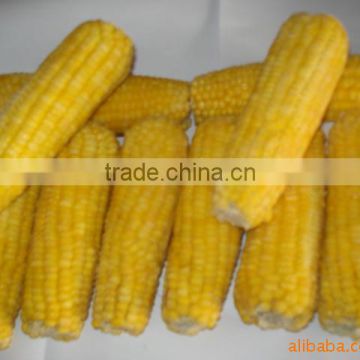 2016 new crop frozen IQF sweet corn cob