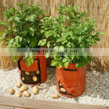 potato/tree/vegetable/hanging grow bag