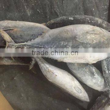 2016 High Quality Frozen Bonito Tuna 200g-300g photo-3