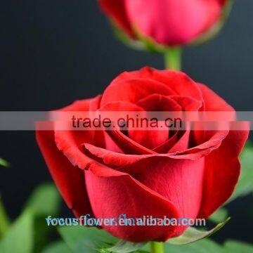 Export Fresh Cut Rose Flowers Carola Roses Fresh Cut Flowers Colombia photo-5
