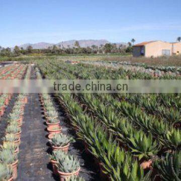Agave Havardiana "Havard Agave" in 8 Liters Pot photo-3