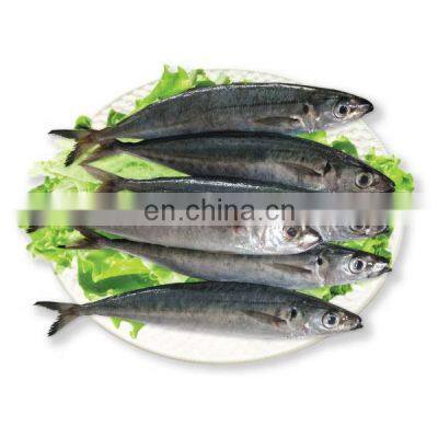 frozen round scad fish frozen layang scad muroaji BQF IQF