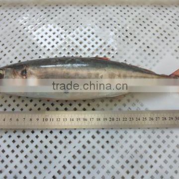 High quality WR frozen Red tail Slender Mackerel