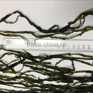 Seaweed Laminaria,kelp Seaweed,fresh Knotted Salted Kelp photo-4