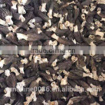 High Quality Dried Wild Morchella/Morel Mushroom from Yunnan China