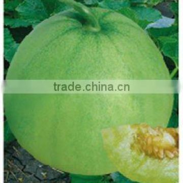 Green sweet muskmelon seeds for sale