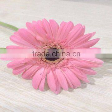 Fresh Cut Flower Of Stem 45-60 cm Gerbera Popular Wholesale