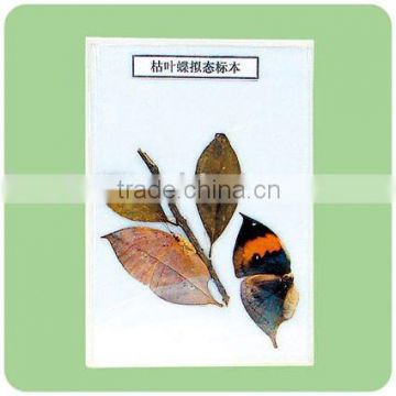 Entomology specimen-leaf butterfly simulating dead leaves specimen collection 1