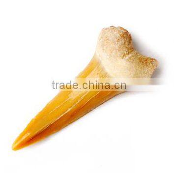Fossil Specimens, shark tooth