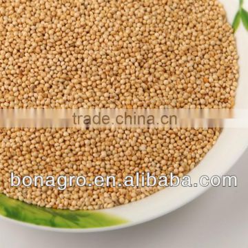 new crop chinese White broomcorn millet