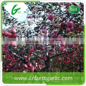 Fresh fuji apple directly from exporter in China