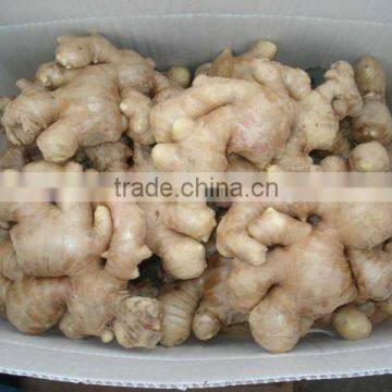 welcome ginger buyer send inquiry