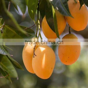 Alphonso Mango