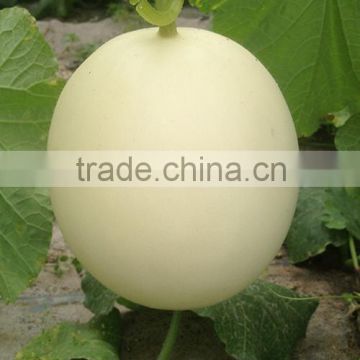 Hybrid F1 White Sweet Melon Seeds For Growing-Snow Red Honey No.3 F1